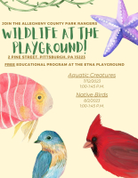 Wildlife At The Playground! Native Birds